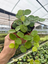 4” Hoya ‘Mathilde’ -  Canopy Plant Co.