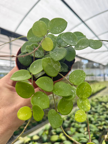 4” Hoya ‘Mathilde’ -  Canopy Plant Co.