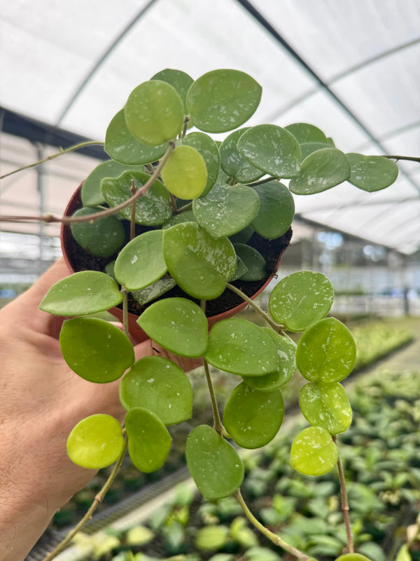 Hoya Mathilde plant in a pot, showcasing its variegated green and white leaves, cultivated by Canopy Plant Co.