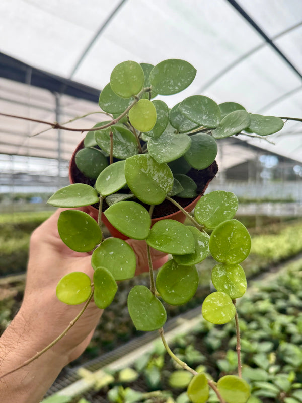 Healthy 4-inch Hoya Mathilde plant with variegated green and white leaves, displayed in a pot, from Canopy Plant Co.