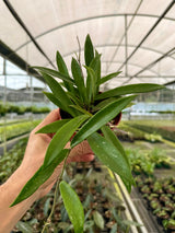 4” Hoya ‘Minibelle’ -  Canopy Plant Co.