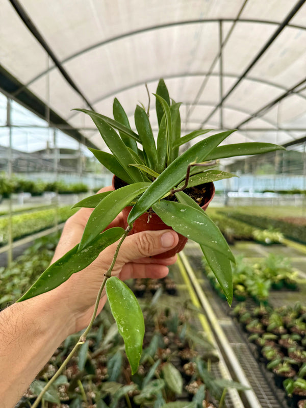 Healthy 4-inch Hoya ‘Minibelle’ plant by Canopy Plant Co. with lush green foliage, ideal for indoor gardening.