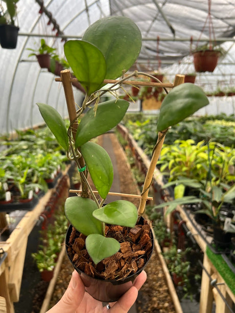 4” Hoya 'Nathalie' - Canopy Plant Co.