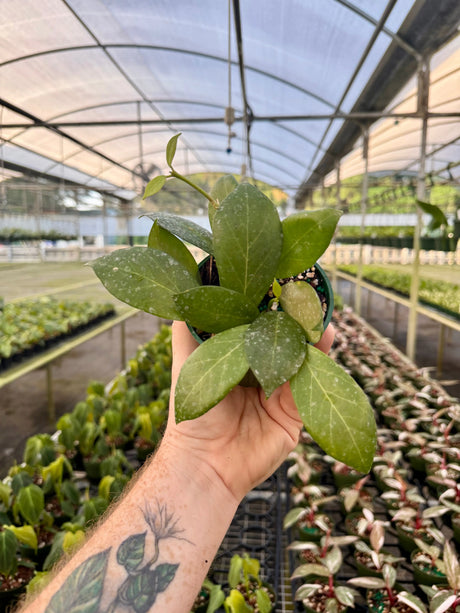 4” Hoya ‘Obscura’ -  Canopy Plant Co.