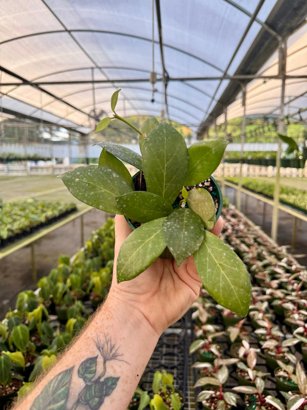 Hoya 'Obscura' plant with trailing green leaves, potted in a container, displayed by Canopy Plant Co.