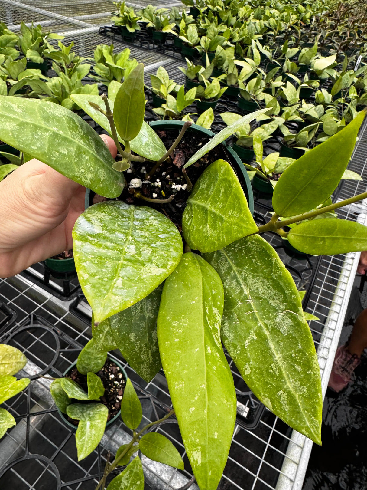 4" Hoya RHM 14-1 -  Canopy Plant Co.