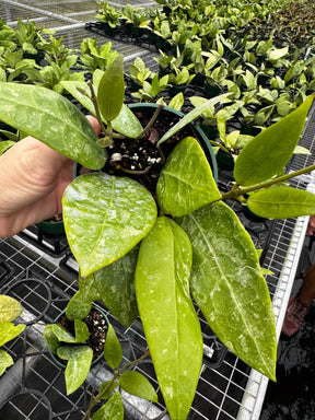 4" Hoya RHM 14-1 -  Canopy Plant Co.