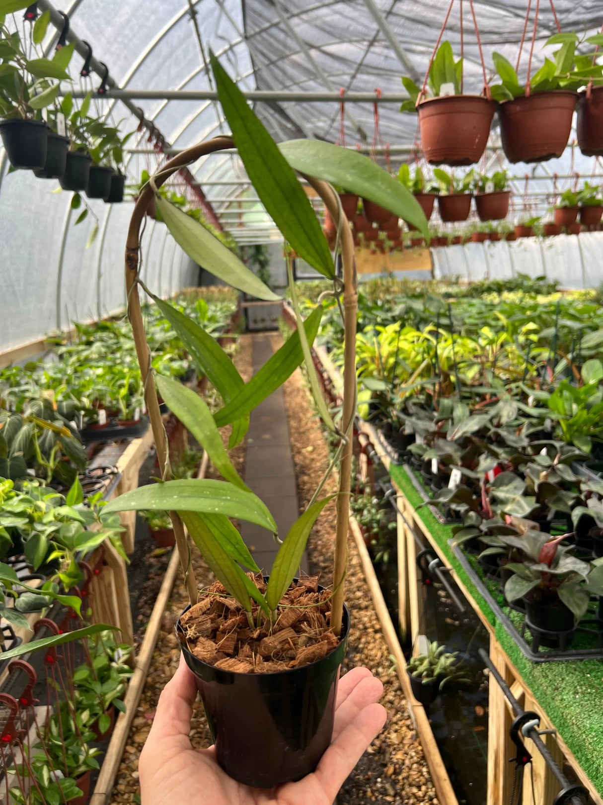 4" Hoya Rindu Rafflesia -  Canopy Plant Co.