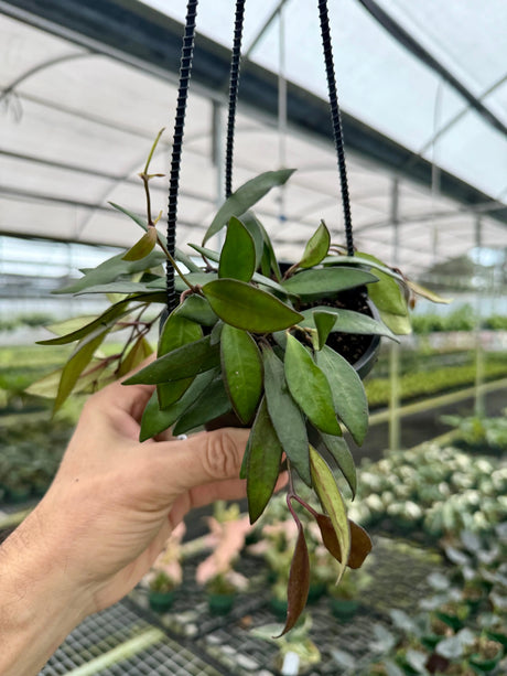 4" Hoya ‘Rosita' ('Red Maroon') hanging basket -  Canopy Plant Co.