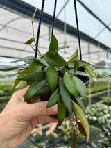 4" Hoya ‘Rosita' ('Red Maroon') hanging basket -  Canopy Plant Co.
