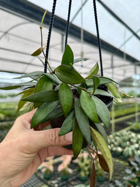 4" Hoya ‘Rosita' ('Red Maroon') hanging basket -  Canopy Plant Co.