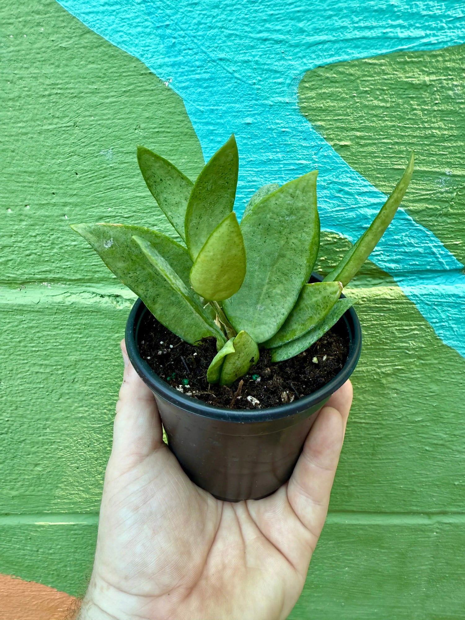 4" Hoya 'Silver Lady' -  Canopy Plant Co.