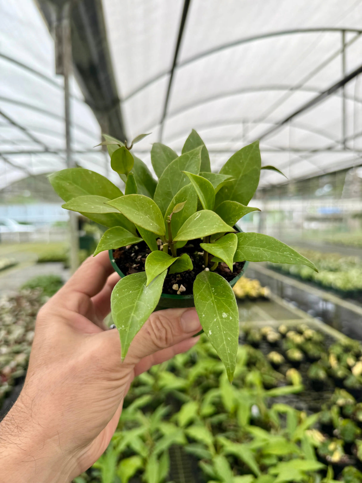 4” Hoya ‘Sunrise’ -  Canopy Plant Co.