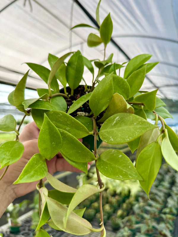 Hoya Sunrise plant with vibrant, variegated green and yellow leaves, potted in a small container, by Canopy Plant Co.