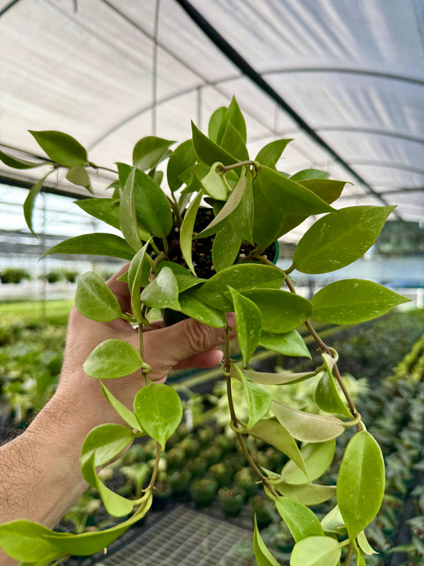 Hoya Sunrise plant with vibrant green and yellow variegated leaves, potted in a decorative container, by Canopy Plant Co.