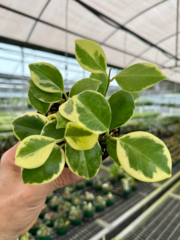 Variegated Hoya australis plant with lush green and white leaves, grown by Canopy Plant Co., shown in a close-up view.