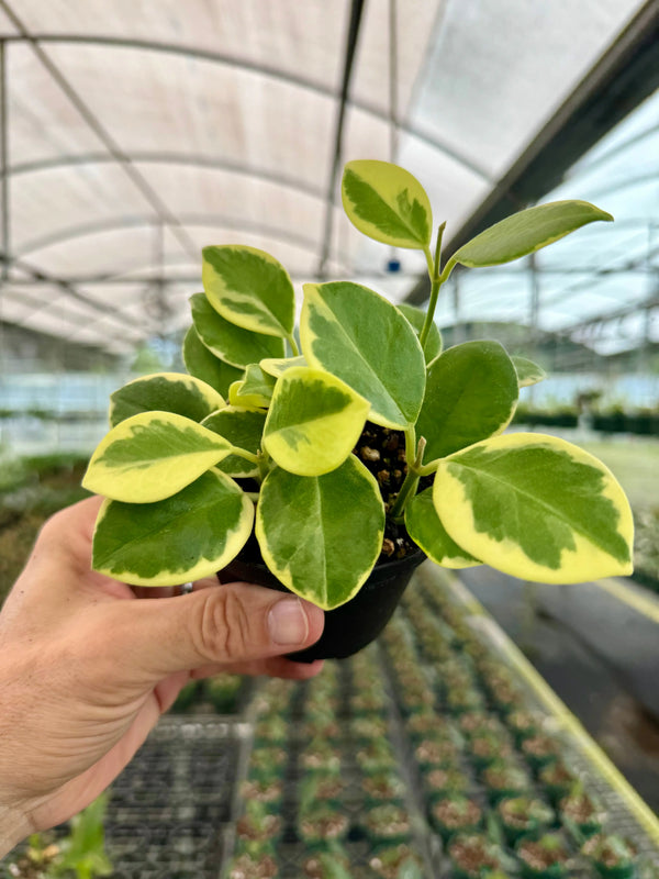 Hoya australis outer variegated plant with green and white variegated leaves, potted for indoor or outdoor display.