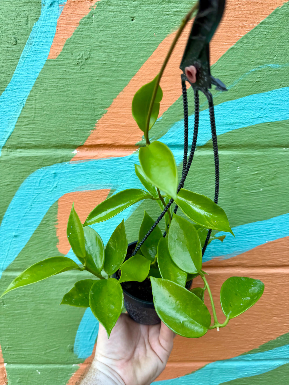 4" Hoya benitotanii hanging basket -  Canopy Plant Co.
