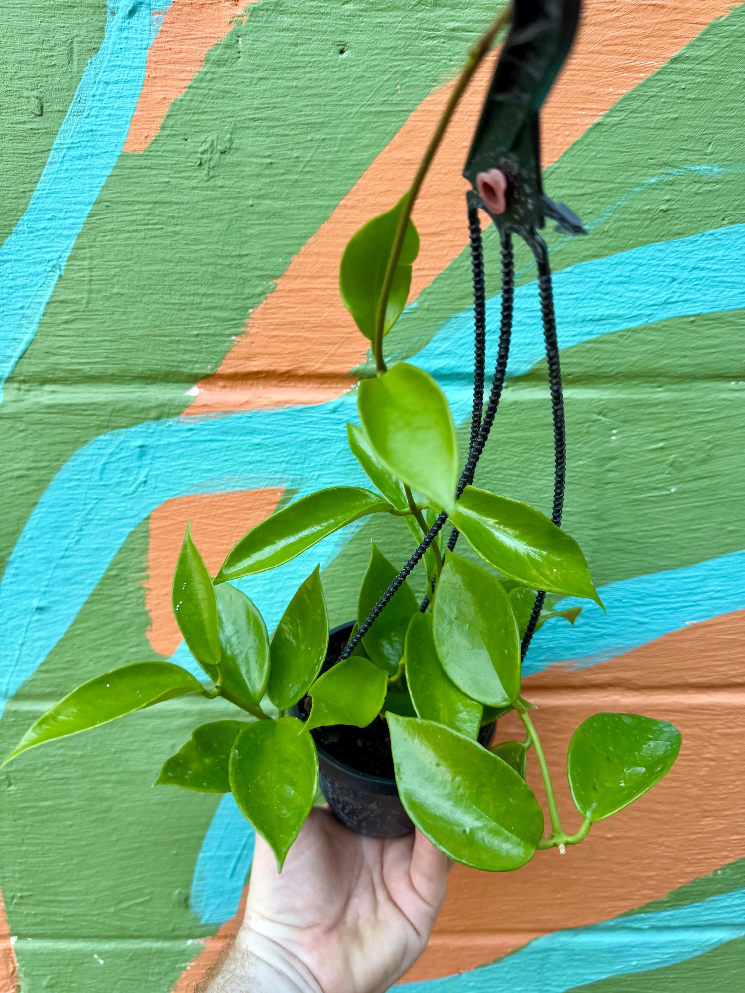 4" Hoya benitotanii hanging basket -  Canopy Plant Co.