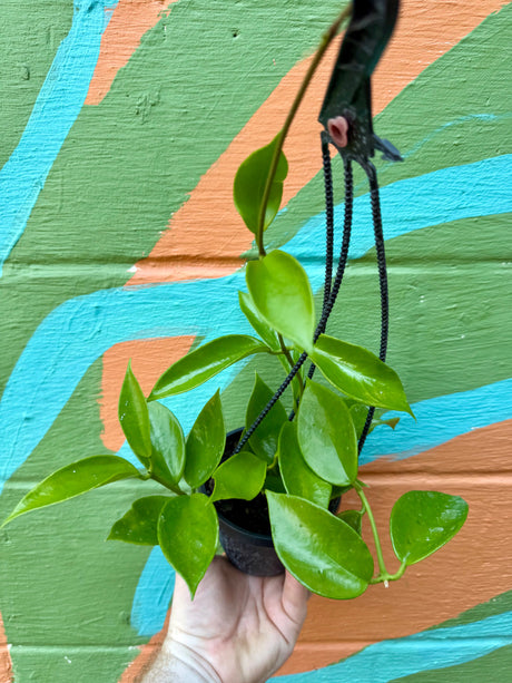 4" Hoya benitotanii hanging basket -  Canopy Plant Co.