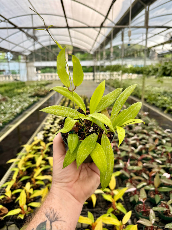 Healthy 4-inch Hoya blashernaezii plant from Canopy Plant Co with lush green foliage and trailing growth.