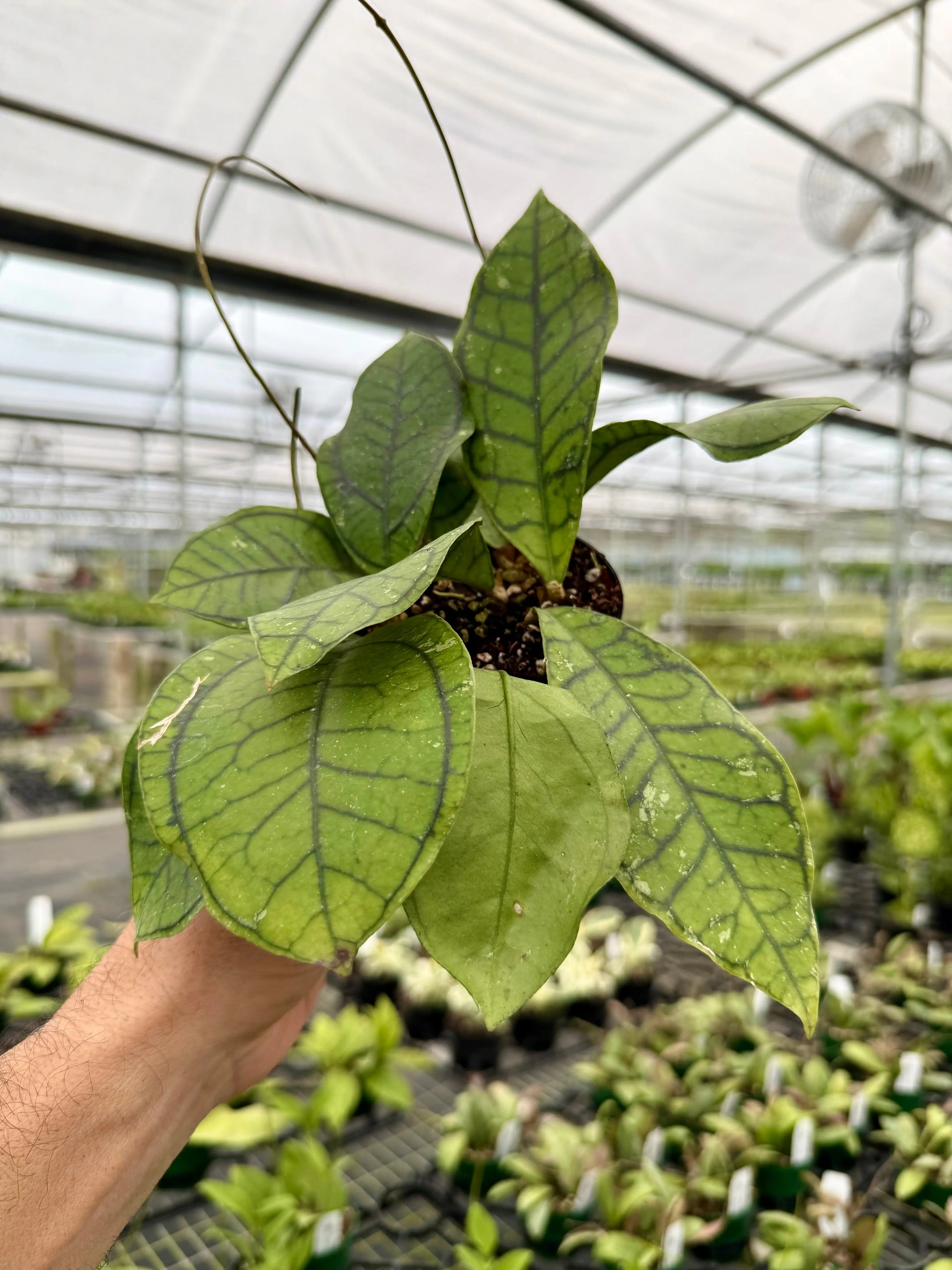4” Hoya callistophylla 'Vena' | Canopy Plant Co.