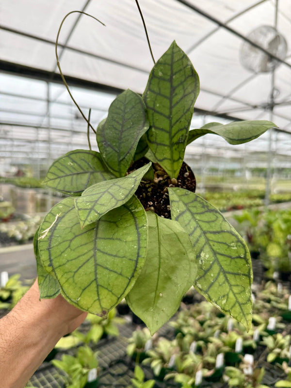 Hoya callistophylla 'Vena' plant with variegated green and cream leaves, displayed in a pot on a wooden surface.