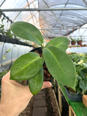 4" Hoya calycina 'Stargazer' -  Canopy Plant Co.
