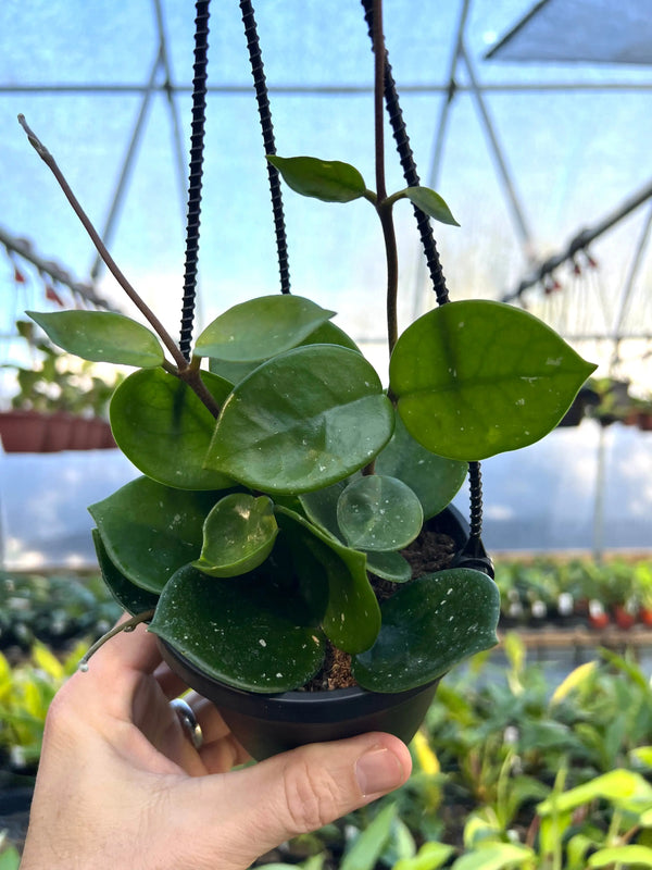 Hoya carnosa 'Snowball' hanging basket plant with lush green foliage and white blooms, displayed in a hanging basket.