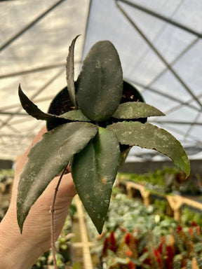 4" Hoya caudata - Canopy Plant Co.