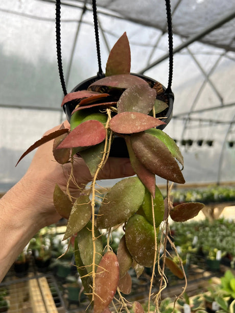 Hoya caudata plant in a hanging basket with lush green trailing leaves, styled by Canopy Plant Co.