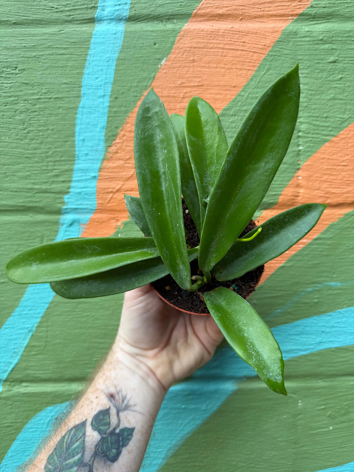 4” Hoya celata 'White Dragon' -  Canopy Plant Co.