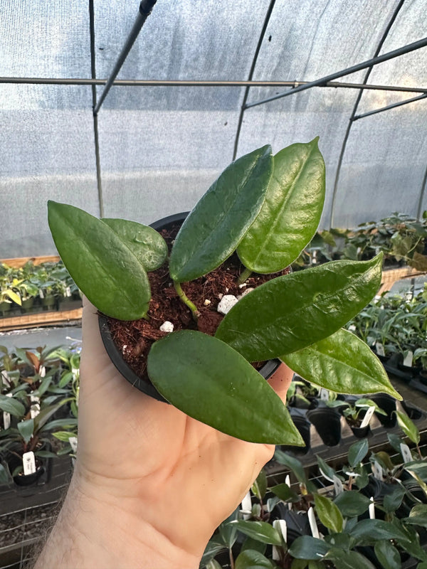 4” Hoya ciliata 'Black Flower' -  Canopy Plant Co.