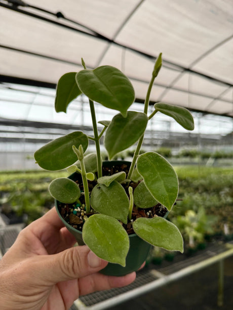4” Hoya ciliata 'Black Flower'