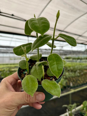 4” Hoya ciliata 'Black Flower' Canopy Plant Co.