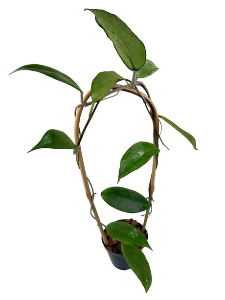 4" Hoya cinnamomifolia - Canopy Plant Co.