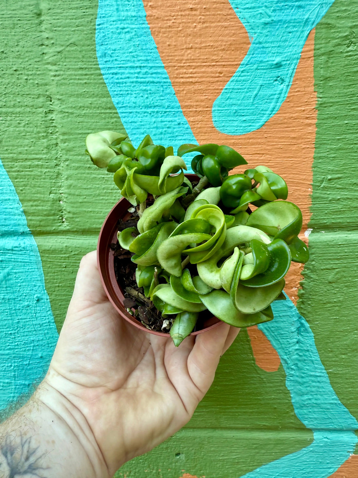 4" Hoya compacta 'Rope' Canopy Plant Co.