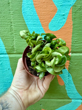 4" Hoya compacta 'Rope' Canopy Plant Co.