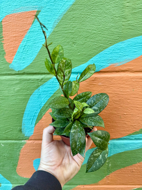 4” Hoya crassipetiolata 'Super Splash' Canopy Plant Co.