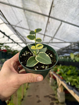 4" Hoya cumingiana variegated (albo) -  Canopy Plant Co.
