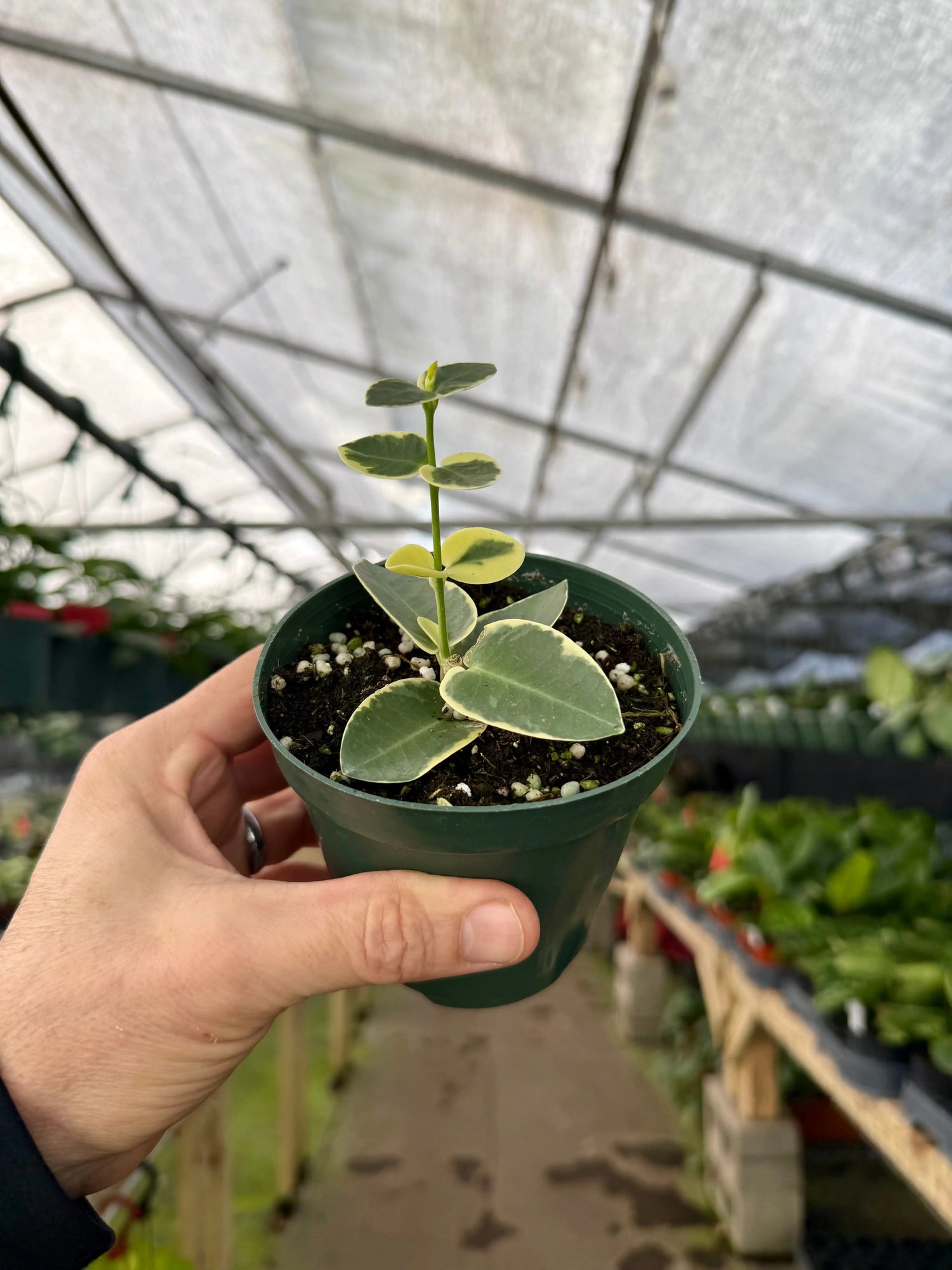 4" Hoya cumingiana variegated (albo) -  Canopy Plant Co.