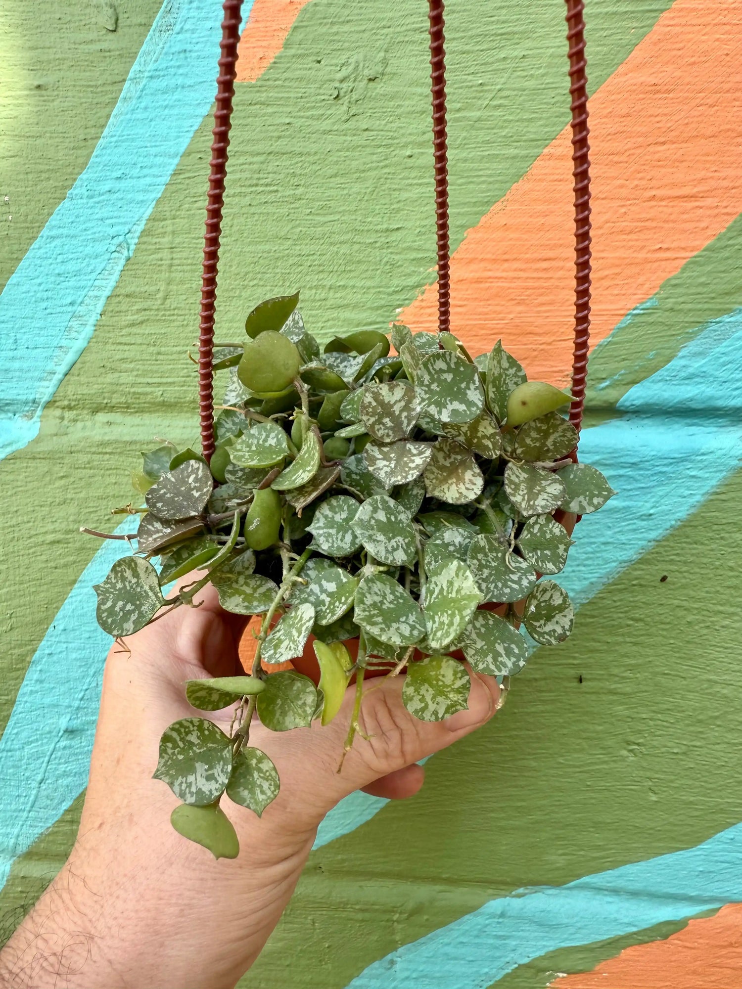 4" Hoya curtisii hanging basket - Canopy Plant Co.