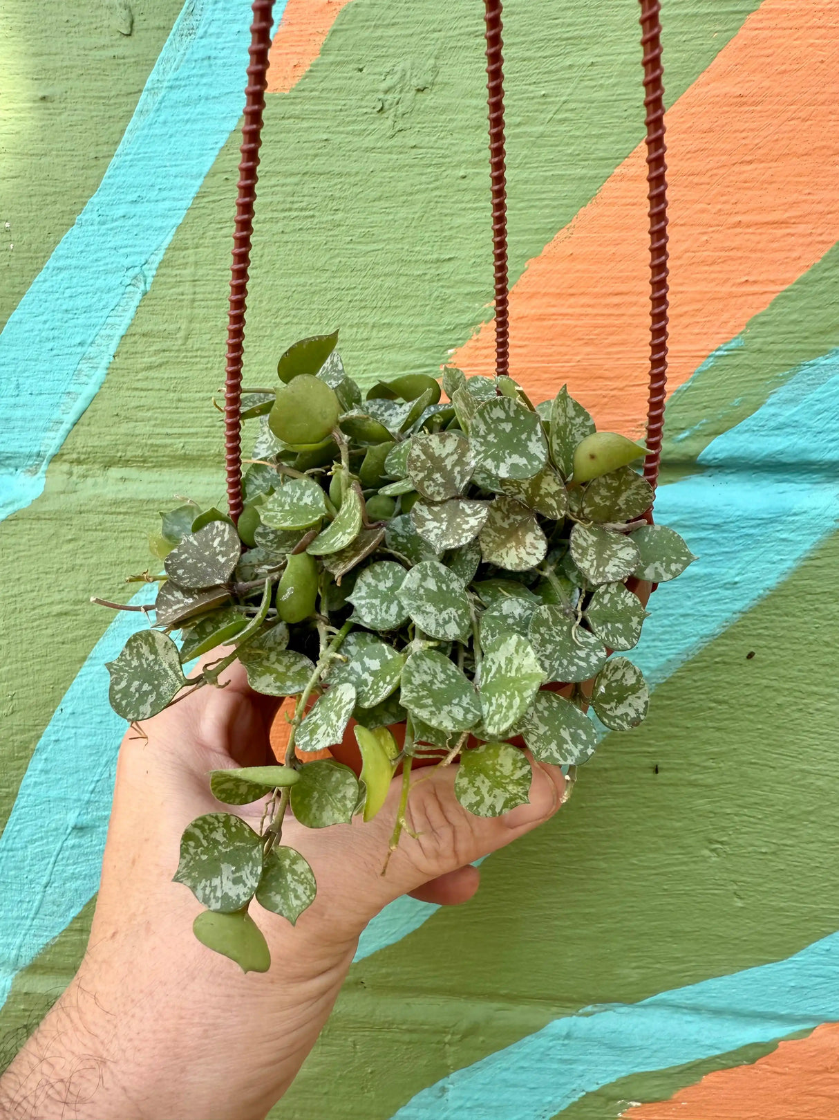 4" Hoya curtisii hanging basket Canopy Plant Co.