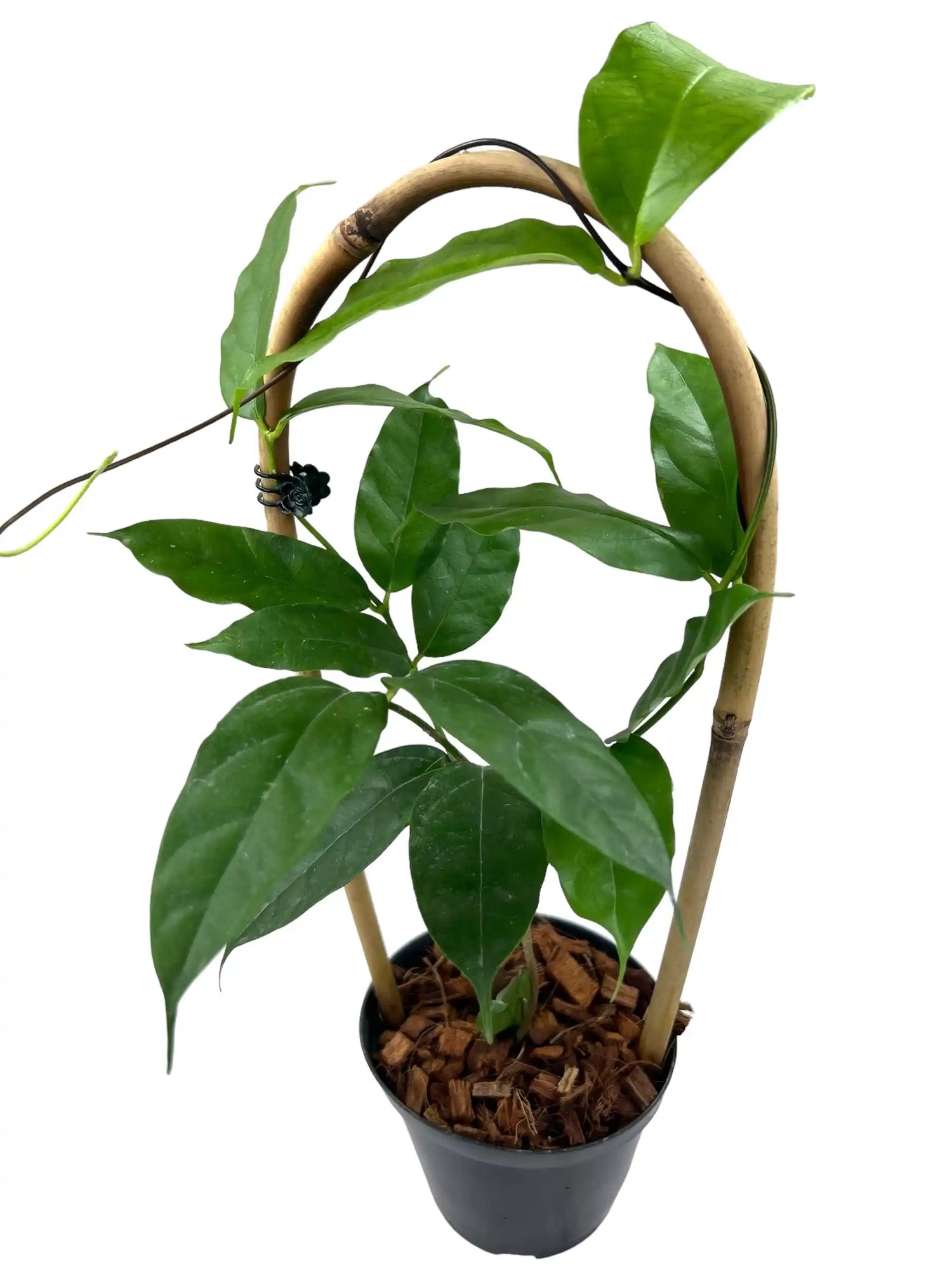 4" Hoya danumensis - Canopy Plant Co.