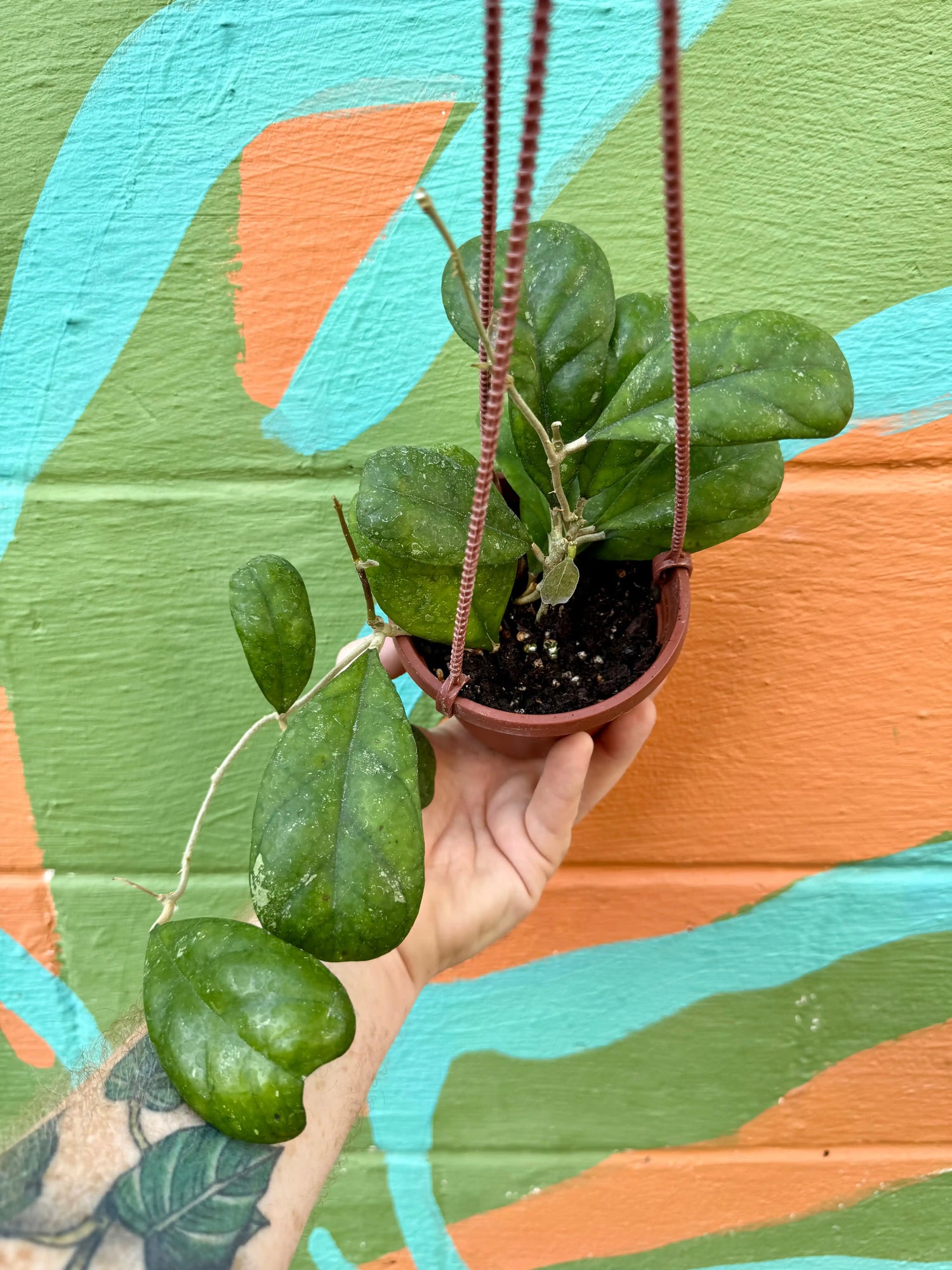 4" Hoya deykeae hanging basket - Canopy Plant Co.