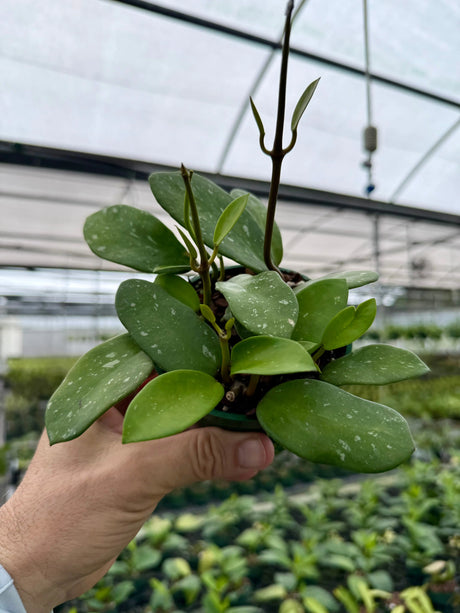 4" Hoya diversifolia 'Splash'