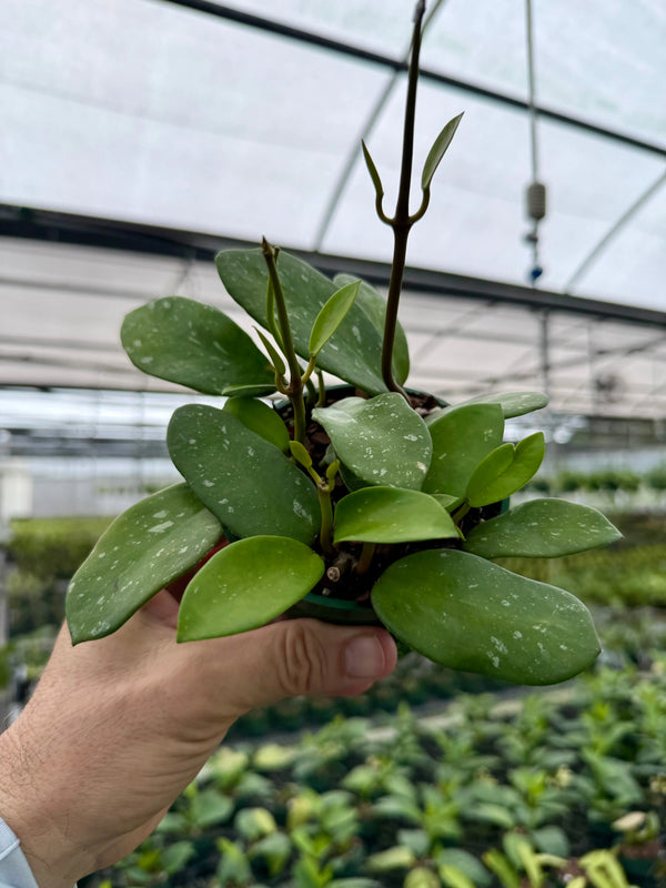 Hoya diversifolia 'Splash' plant with variegated green and white leaves, potted in a small container, by Canopy Plant Co.