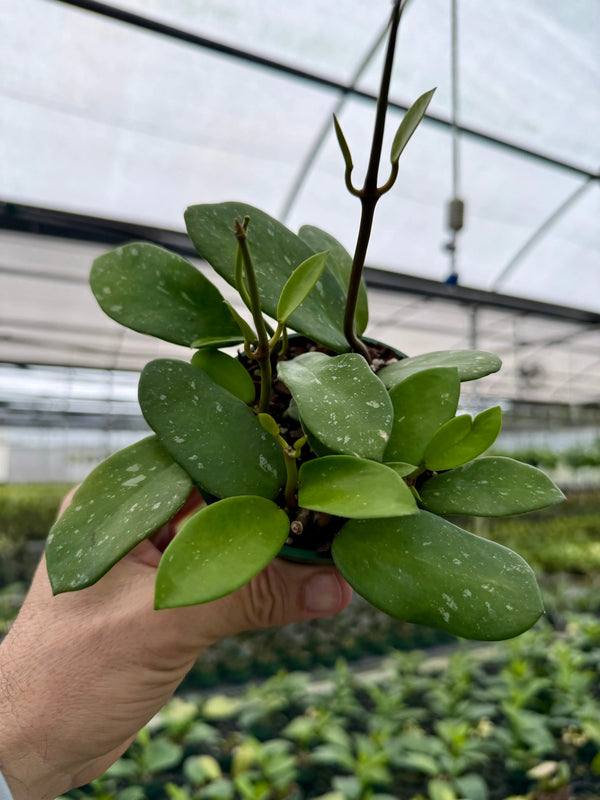 Hoya diversifolia 'Splash' plant with variegated green and white leaves, shown in a close-up shot.
