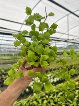 4" Hoya endauensis -  Canopy Plant Co.