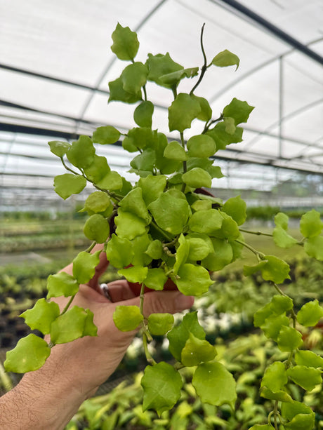 4" Hoya endauensis -  Canopy Plant Co.